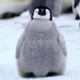 huggingface